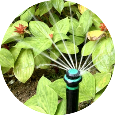 スプリンクラーで植物に水をかけている