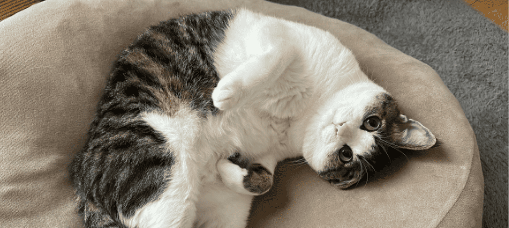 ペット